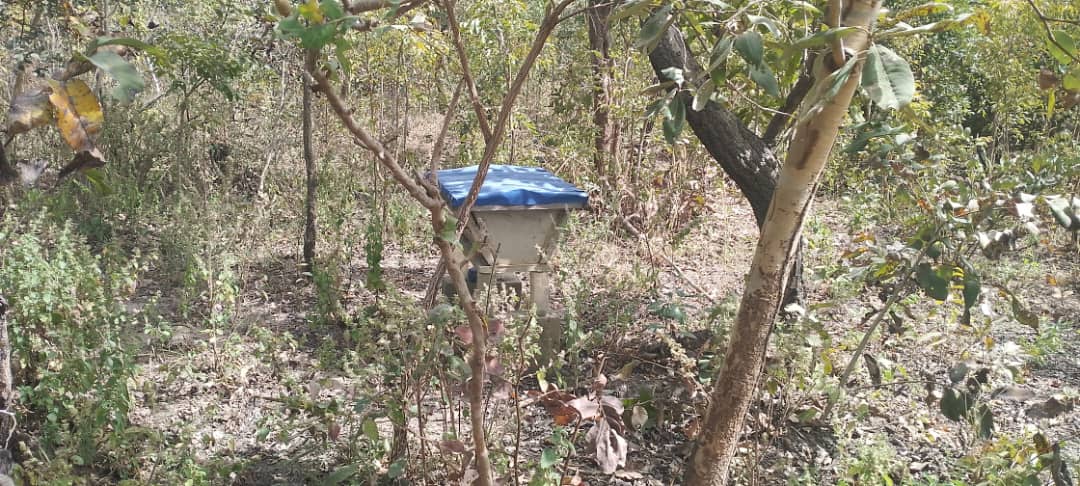 APICULTURE: Un métier inédit pour la restauration du paysage forestier